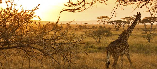 7-Day Wildlife Safari