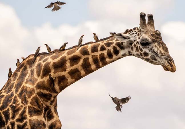 Safaris in Tanzania