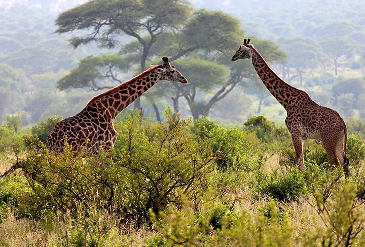 Arusha National Park Safari