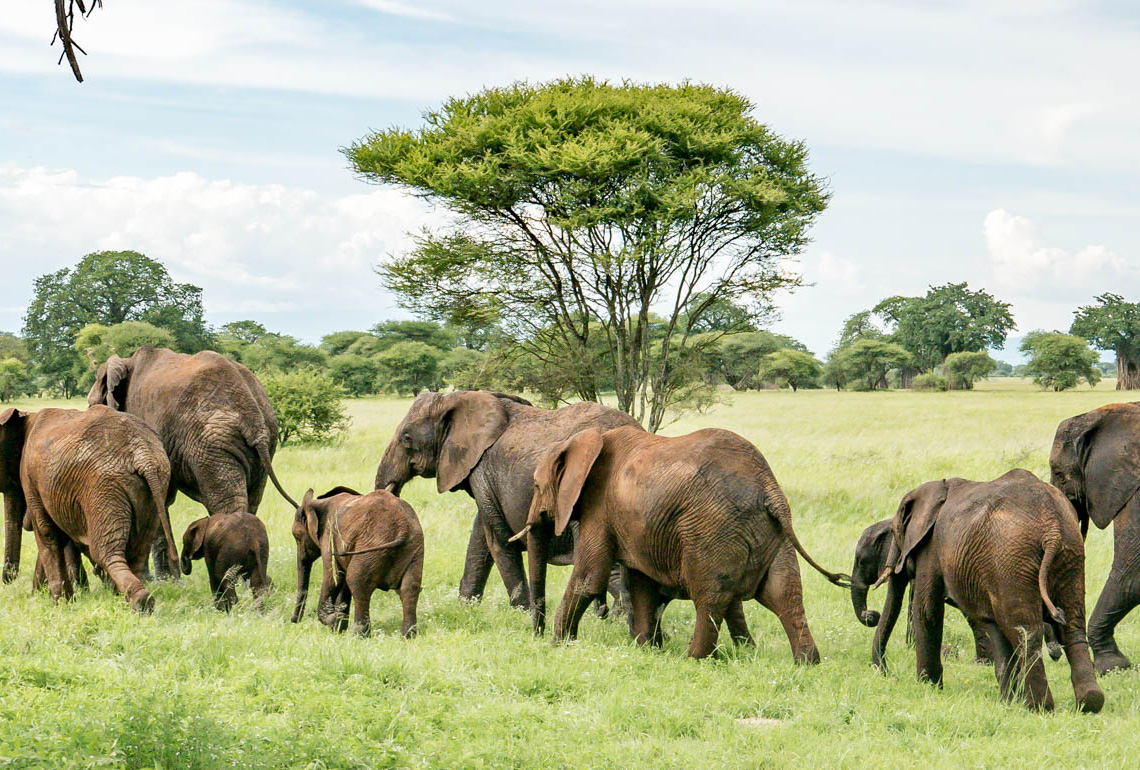 Safaris in Tanzania