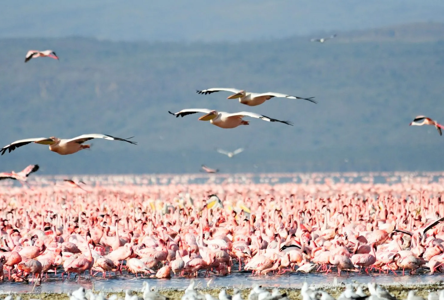 Lake Manyara Safari